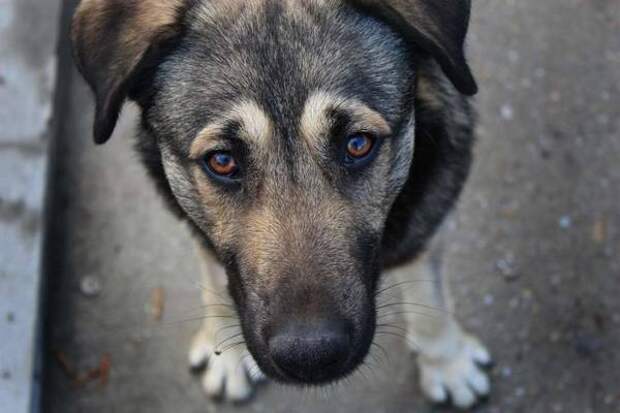 В Курске на отлов бродячих собак потратят 8,3 млн рублей