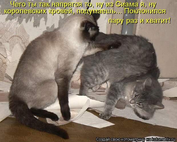 Лучшие котоматрицы недели (50 фото)