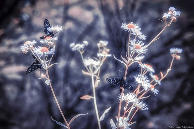 Цветы и бабочки в Припяти. Фото: Vladimir Migutin.