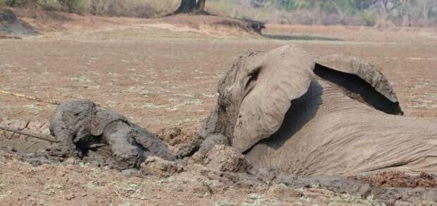 Спасение слоненка и его мамы, застрявших в грязи