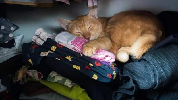 Когда кот спит на вашей одежде, он ощущает себя в полной безопасности рядом с вами. © floppycats    