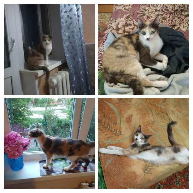 котенка приютили кошка в доме