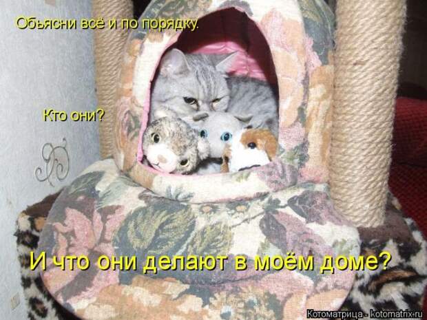 Лучшие котоматрицы недели (50 фото)