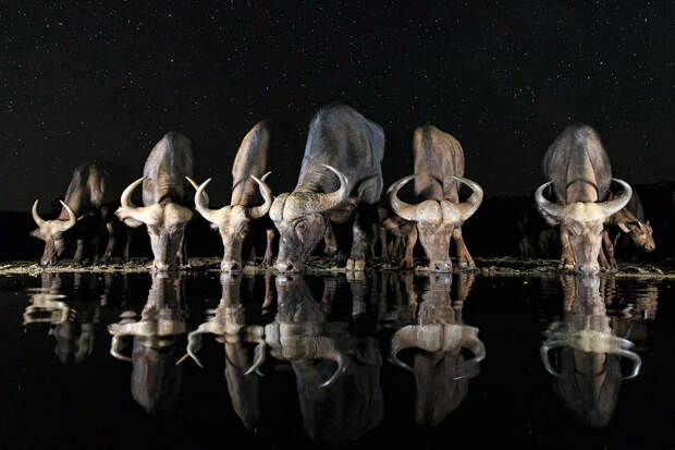 Буйволы на водопое ночью в Африке
