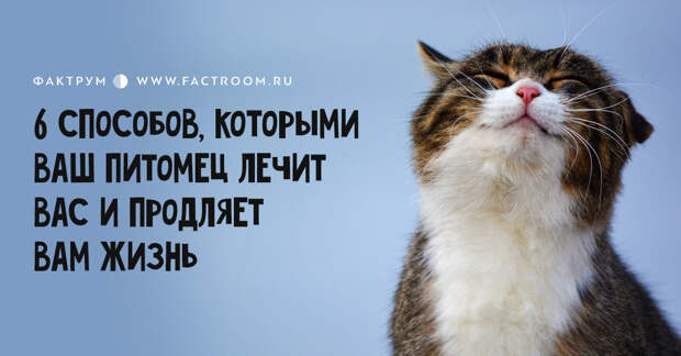 Вот 6 способов, которыми ваш питомец лечит вас и продляет вам жизнь