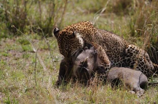 Невероятный прыжок леопарда во время охоты на бородавочника животные, леопард