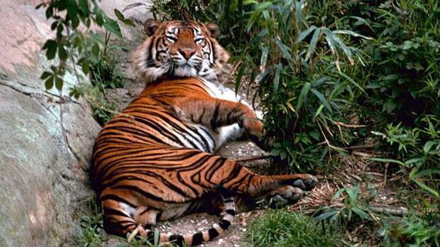 В какой природной зоне обитает тигр, живущий сегодня на планете