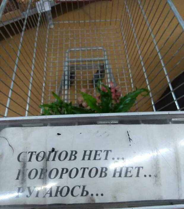 Суровая тележка в супермаркете Суровая тележка в супермаркете в магазине, на витрине, прикол, смешно, супермаркет, фото
