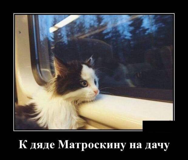 Кошачьи демотиваторы демотиваторы, коты, юмор