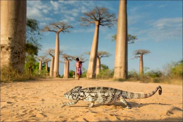 Лучшие фото National Geographic 2013 Лучшие фото National Geographic 2013