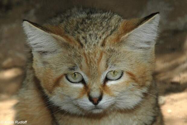 Барханная кошка (Felis margarita)