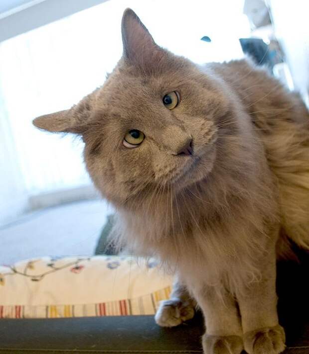 Особенные котейки, которые доказывают, что любить нужно не за внешность животные, коты, факты
