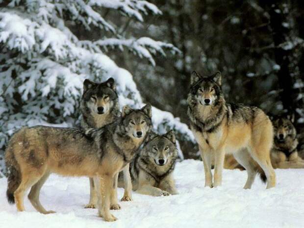 wolf