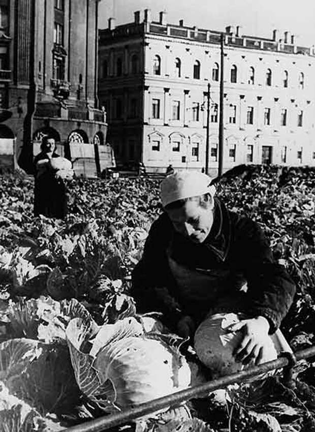 Огороды на улицах Ленинграда в дни блокады