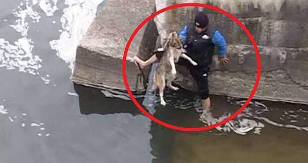 Он вытянул бродячего пса из ледяной воды. Только взгляните, как благодарит зверь своего спасителя!