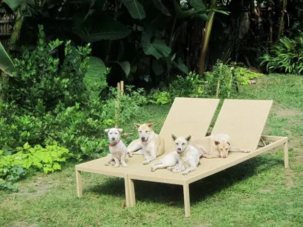 Спасение бездомного пса