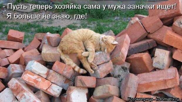 Лучшие котоматрицы недели Лучшие котоматрицы недели