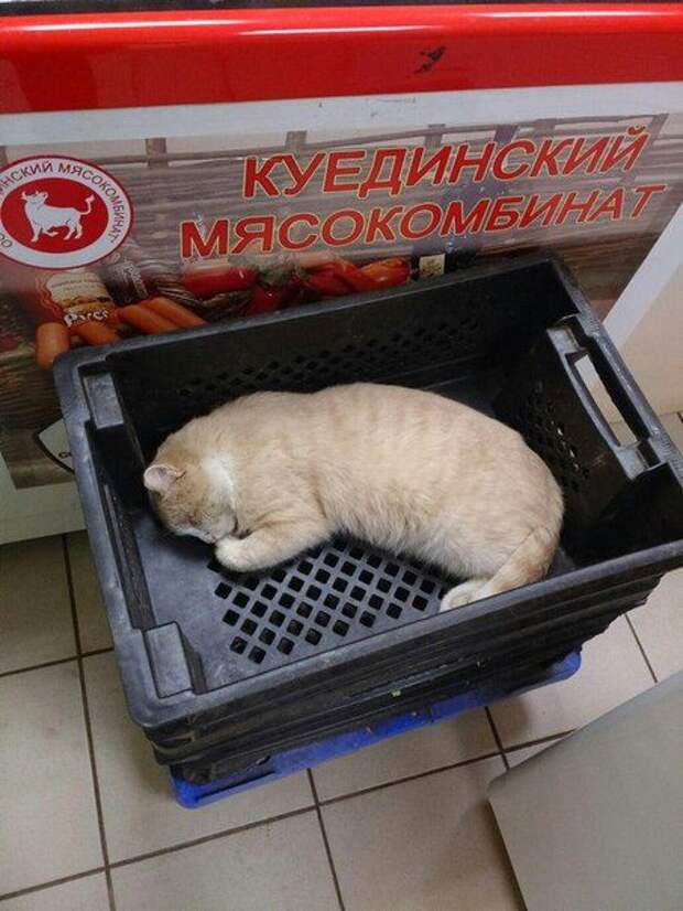 30 настоящих приколов дня. Жмите класс!