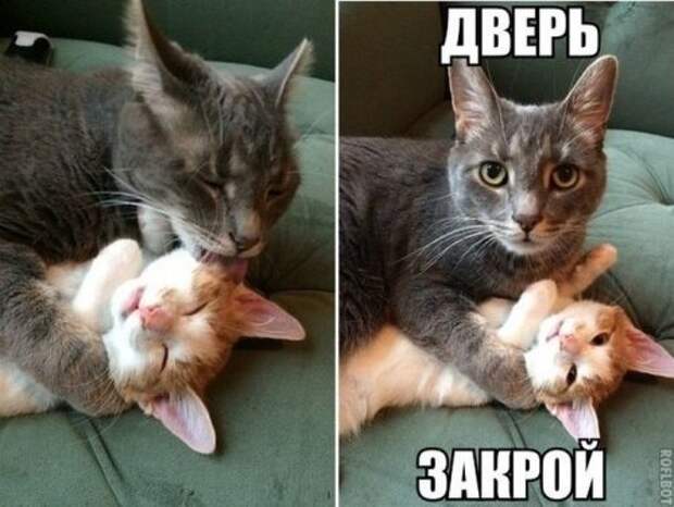 Новый сборник фотомемов (31 шт)