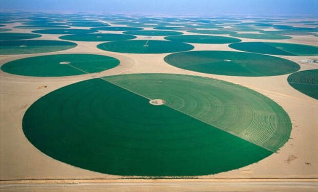 Саудовская Аравия создает на месте пустыни сад: посреди барханов высаживают 50 миллиардов деревьев