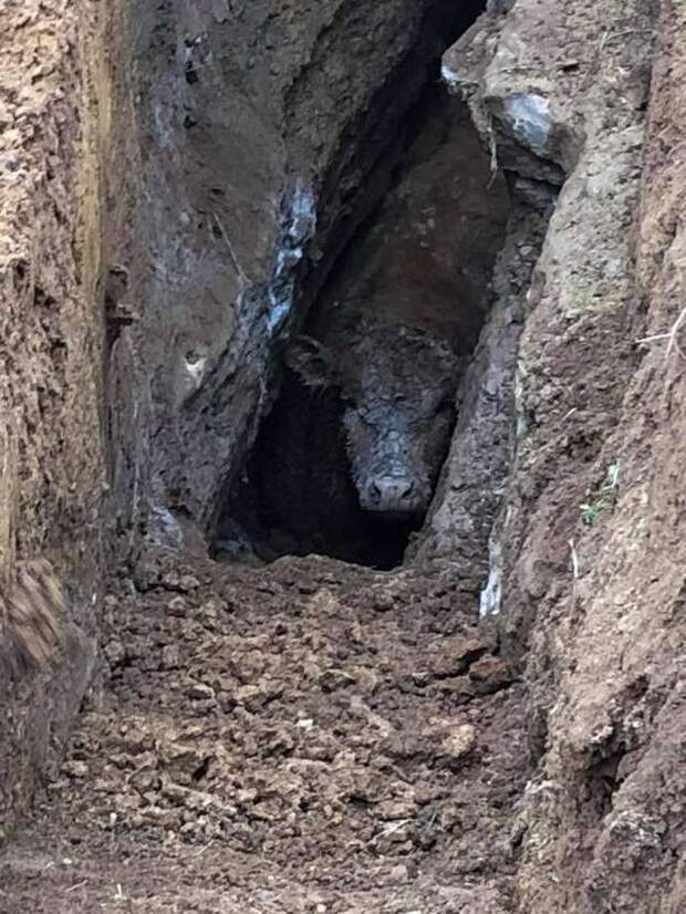 помощь корове корова упала в яму