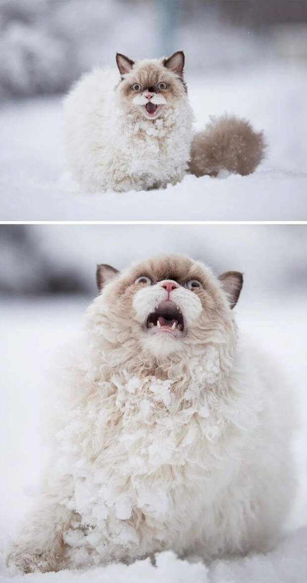 животные делают первый раз в жизни, животные впервые увидевшие снег