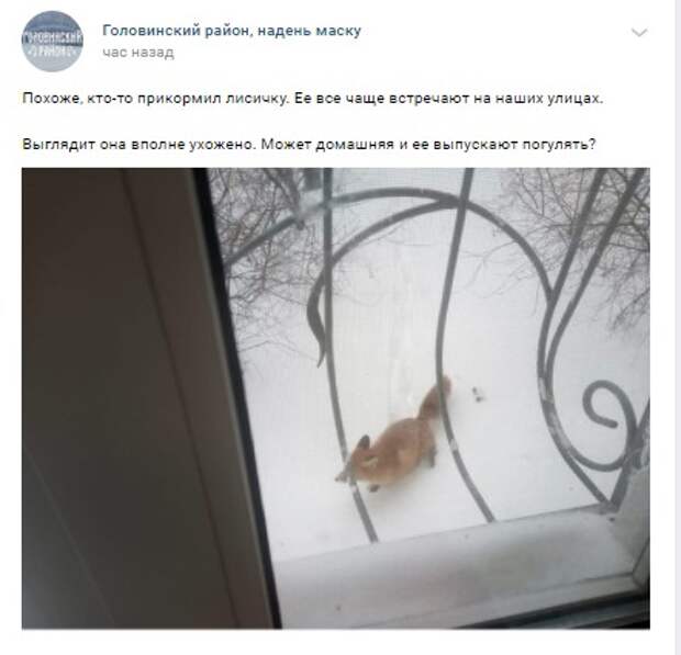 Фото дня: лисица гостит в Головинском