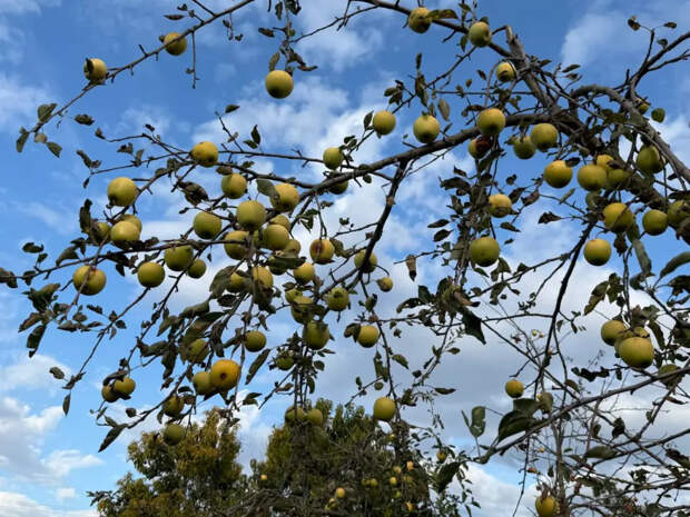 Какие яблони дают до полутонны плодов при правильном уходе