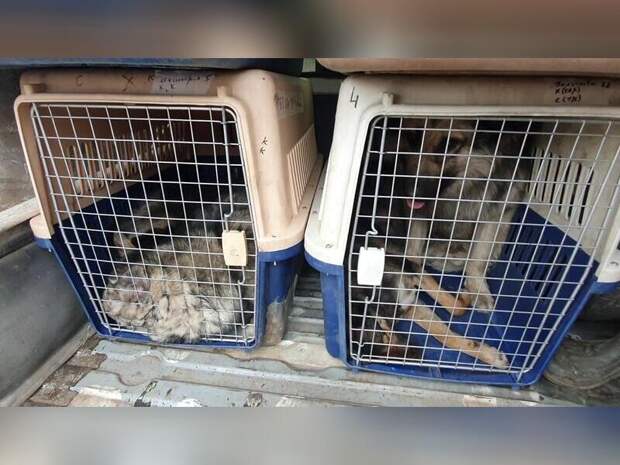 Всего семь собак отловили в Чите за сутки