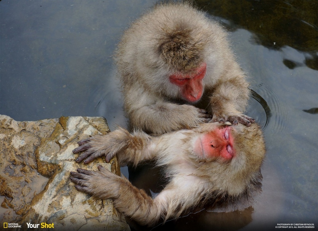 Лучшее от National Geographic (2)