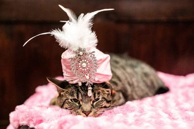 3 Cat fashion show in NY 2019.jpg 3 Cat fashion show in NY 2019.jpg