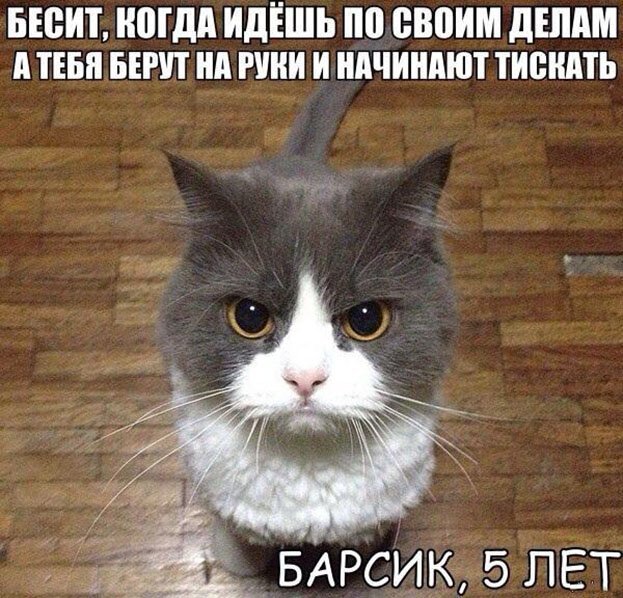 Котопост животные, коты, прикол, юмор