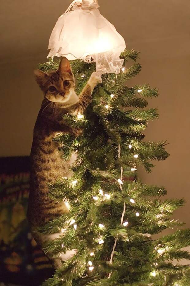 Кот на елке