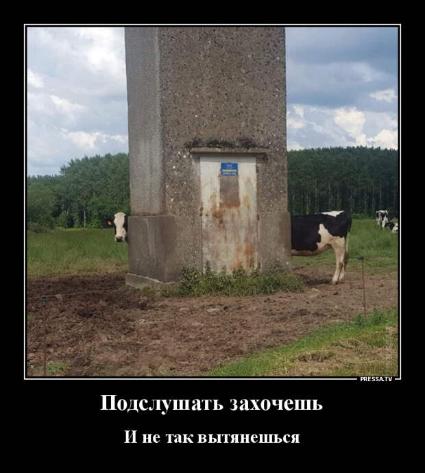 Демотиваторы