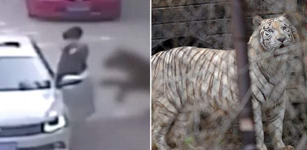 В Китае тигр загрыз посетительницу сафари-парка китай, происшествия, сафари, тигр