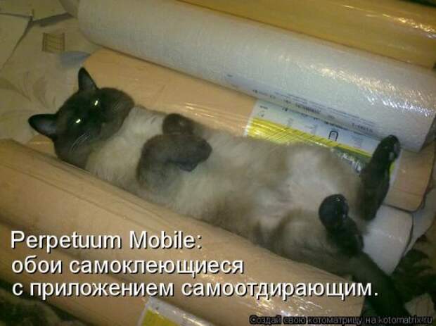 Новый сборник свежих котоматриц (30 шт)