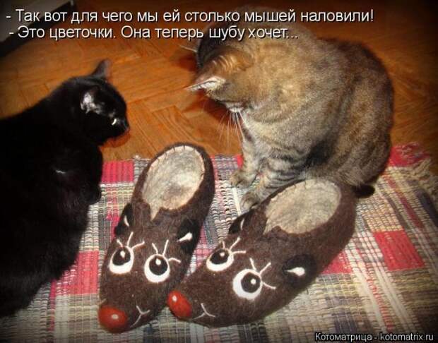 Лучшие котоматрицы недели (50 фото)