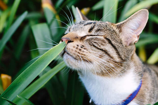 Какими растениями из леса и огорода можно порадовать кошку