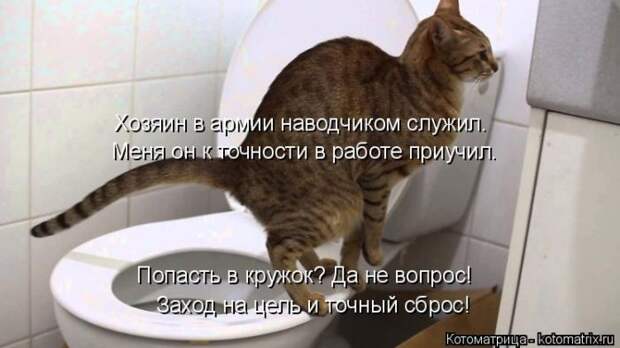 Лучшие котоматрицы недели (50 фото)