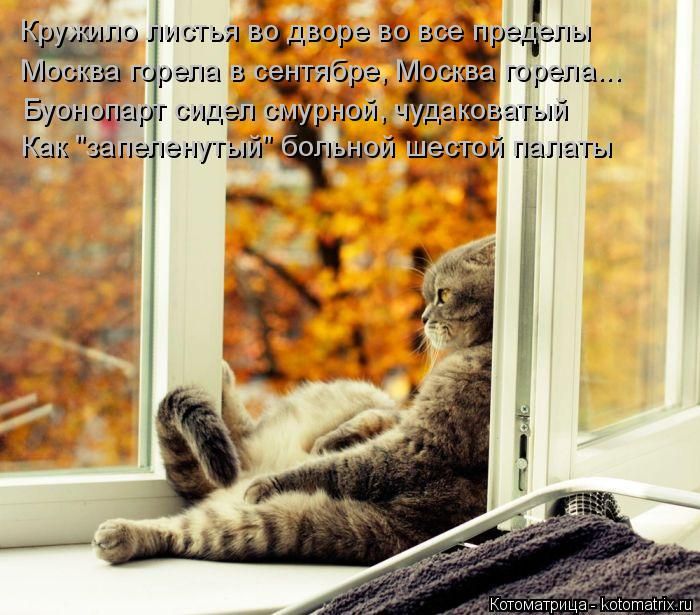 Лучшие котоматрицы недели (50 фото)