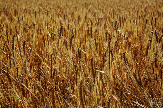 Объем сельхоз услуг и перерабатываемой продукции в РТ увеличился втрое с 2020 года