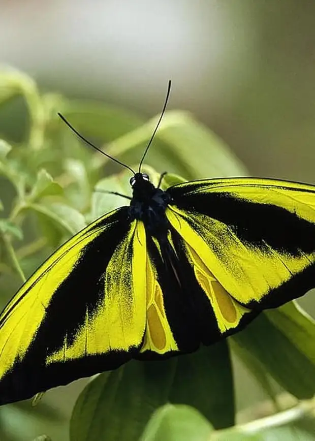 Сложенные крылья бабочки. Пестрая бабочка. Большая бабочка желто черного цвета. Крылья бабочки. Пестрые Крылья бабочки.