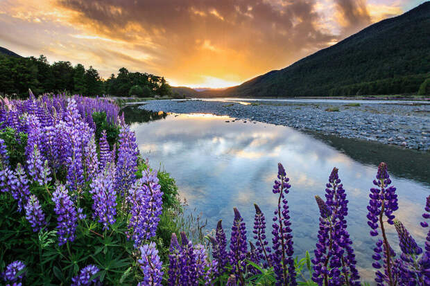 New Zealand Photos | Lupins at sunset beside Hollyfood River, Fiordland, NZ