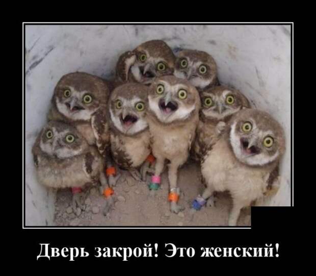 Демотиватор про женщин