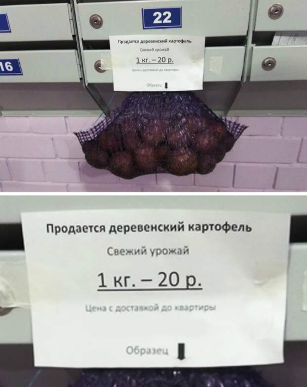 Пробник картошки. Пробник картошки.
