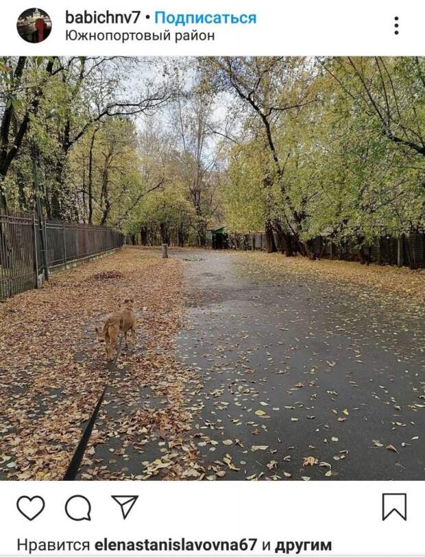 Фото дня: а где собака?