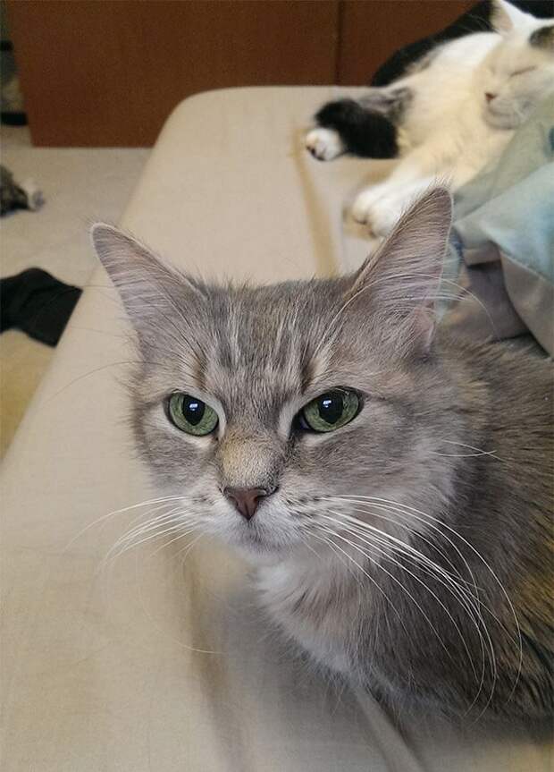 Без кота и жизнь не та
