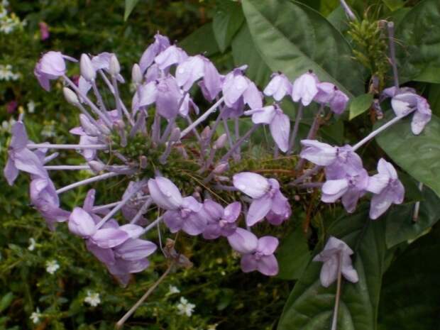 Псевдоэрантемум Андерсона (Pseuderanthemum andersonii) Псевдоэрантемум Андерсона (Pseuderanthemum andersonii)