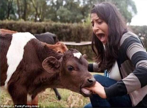 2. Корова нацелилась съесть хэндбургер животные, неожиданности, человек и животное