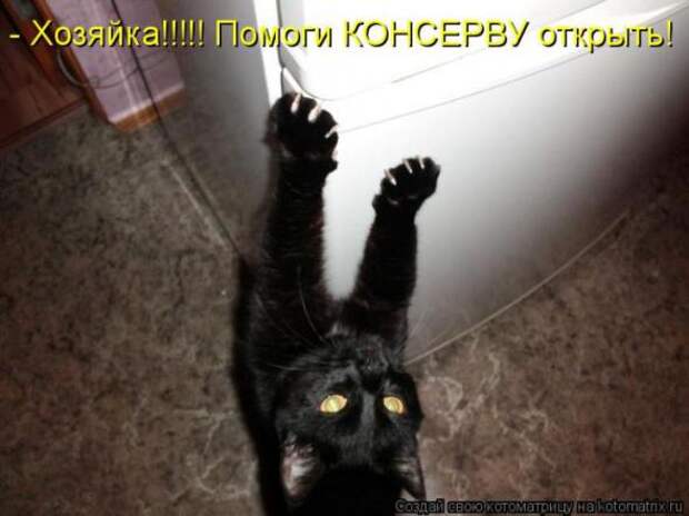 Котоматрицы(картинки с надписями)